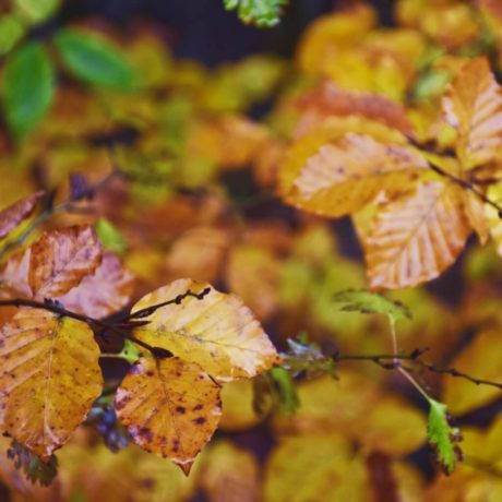 Maisinger Schlucht im Herbst