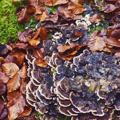 Maisinger Schlucht im Herbst