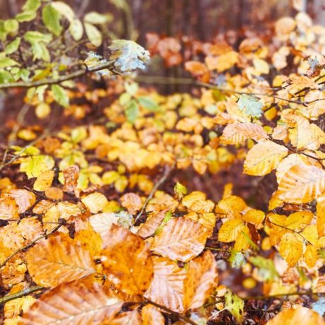 Maisinger Schlucht im Herbst