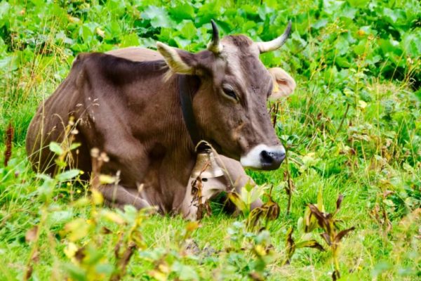 Allgäuer Kuh im Sommerurlaub auf der Alpe Schlappold