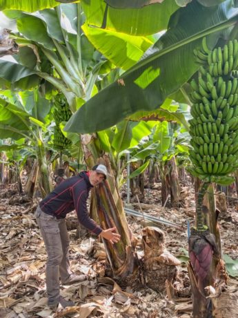 Bananenplantage in Tazacorte