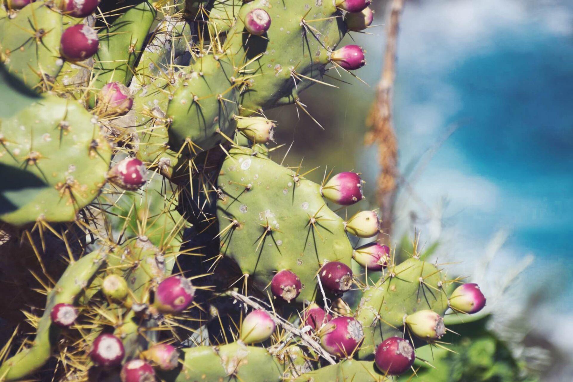 Urlaub Auf La Palma Naturparadies Im Atlantik