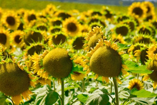 Sonnenblumen