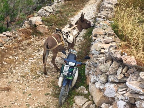 Folegandros: Einer der letzten Esel der Insel