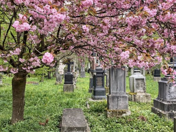 Frühling auf dem Alten Südlichen Friedhof