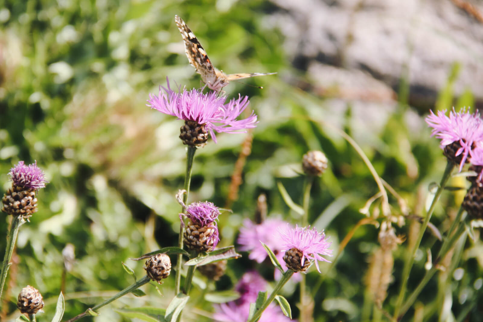 Blumen und Schmetterlinge auf Hindelanger Wiesen