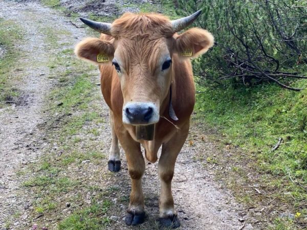 Kuh am Wanderweg über die Esterbergalm auf den Wank