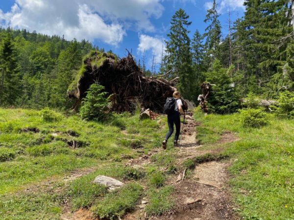 Wanderpfad auf der Wanderung über die Esterbergalm auf den Wank