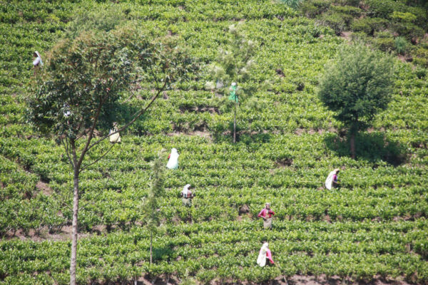 Hochland Sri Lanka: Teepflückerinnen