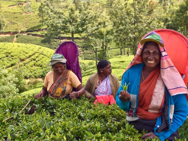 Hochland Sri Lanka: Teepflückerinnen