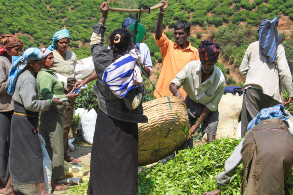 Hochland Sri Lanka: Teewaage in einer Teefabrik