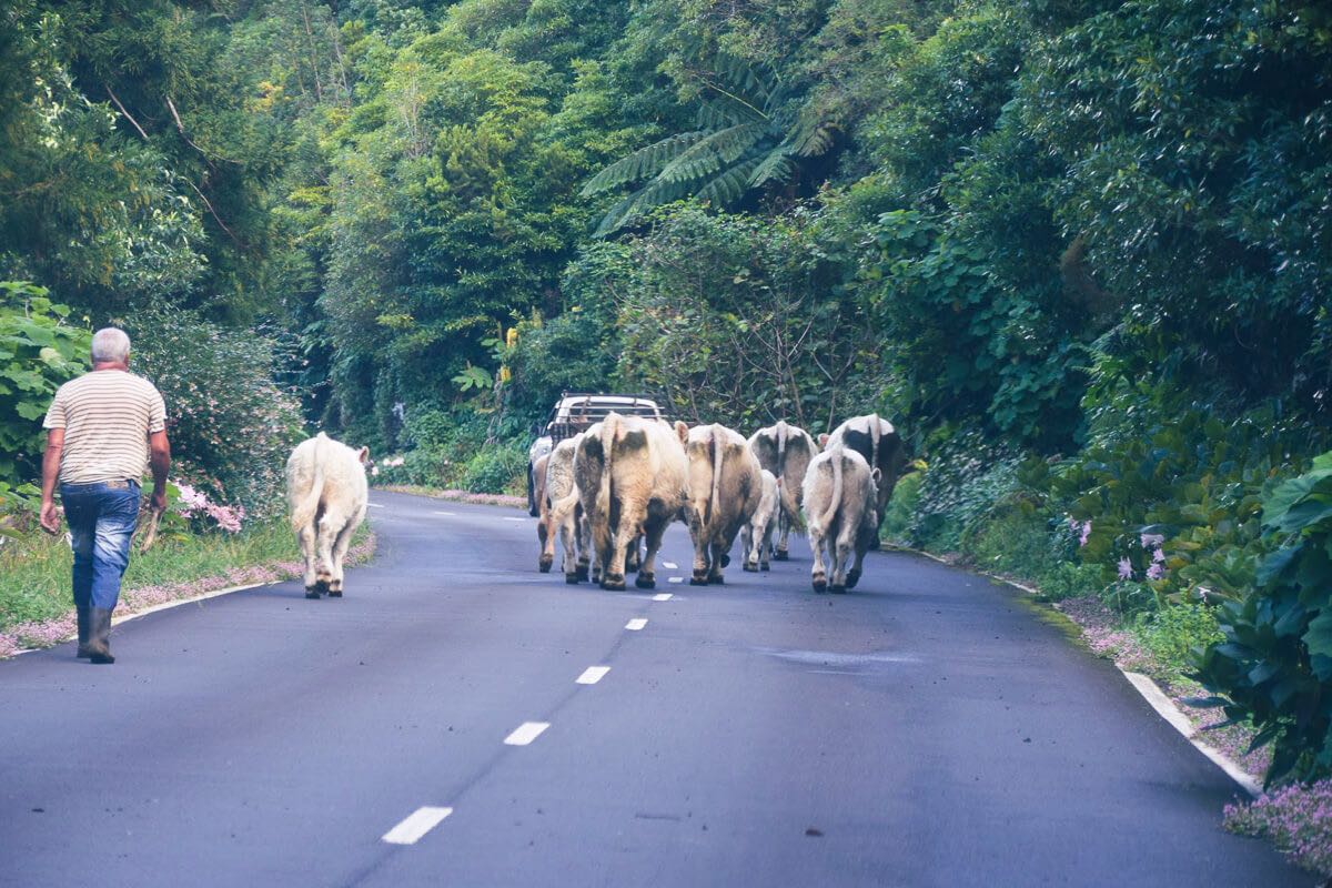 Inselhopping auf den Azoren: Kuhherde auf einer Bergstraße auf Pico