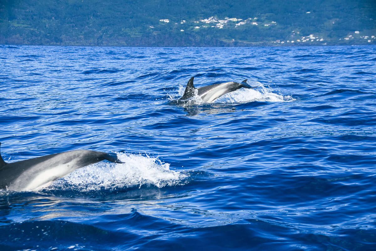 Inselhopping auf den Azoren: Whale-Watching-Tour auf Pico – Delfine