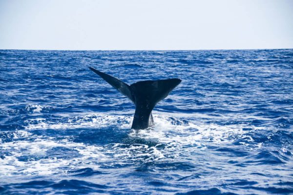 Inselhopping auf den Azoren: Whale-Watching-Tour auf Pico – Pottwal