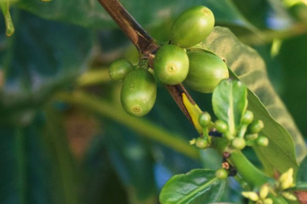 Inselhopping auf den Azoren: Kaffeekirschen auf der Kaffeeplantage Nunes auf Sao Jorge