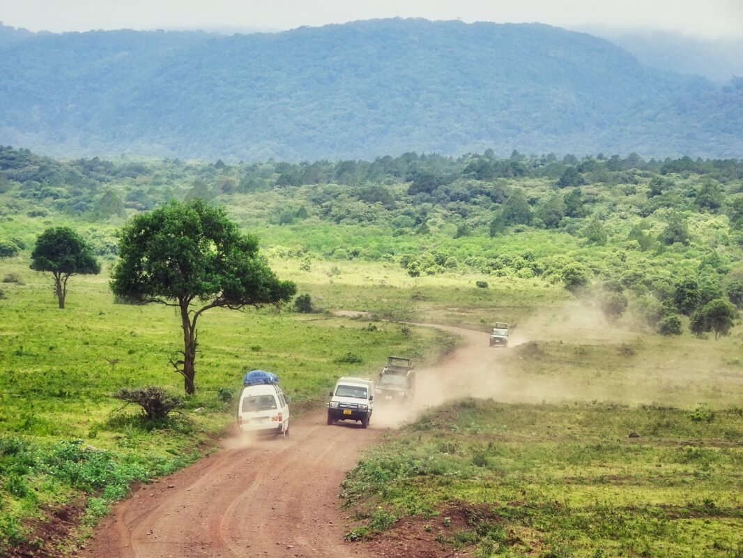 tansania arusha pirschfahrt |