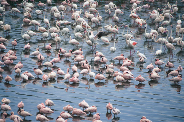 tansania arusha flamingos 02 0115 |