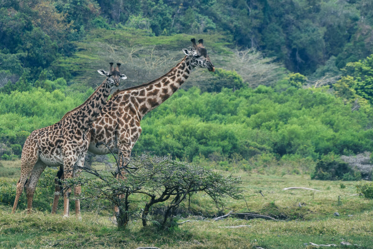 tansania arusha giraffen 04 0063 |