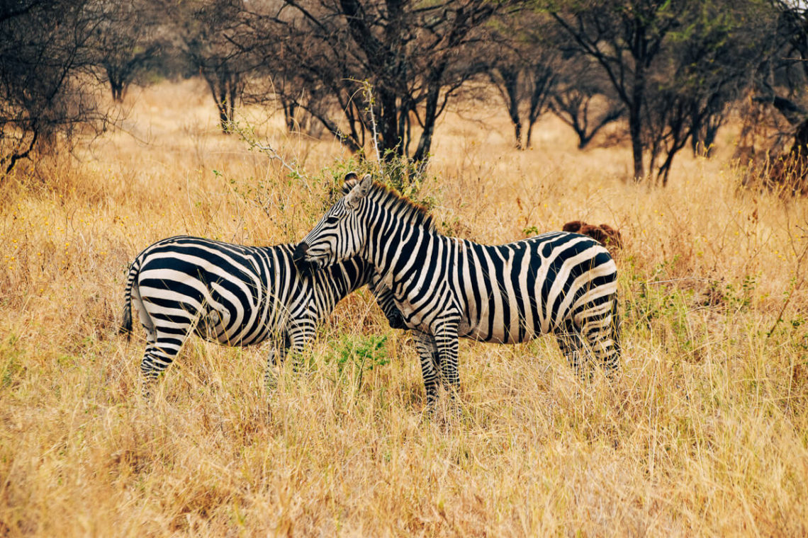 Safari in Tansania: Zebras im Tarangire-Nationalpark