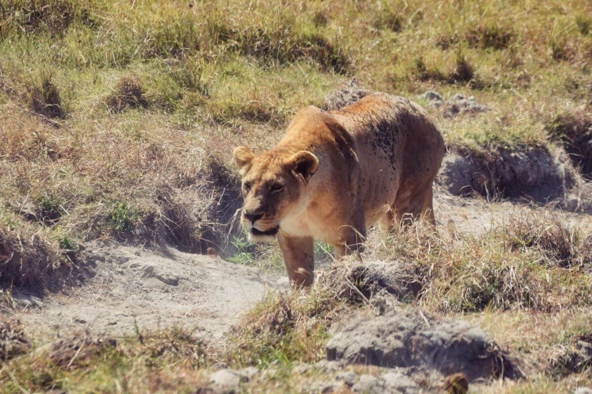 tansania ngorongoro loewin |