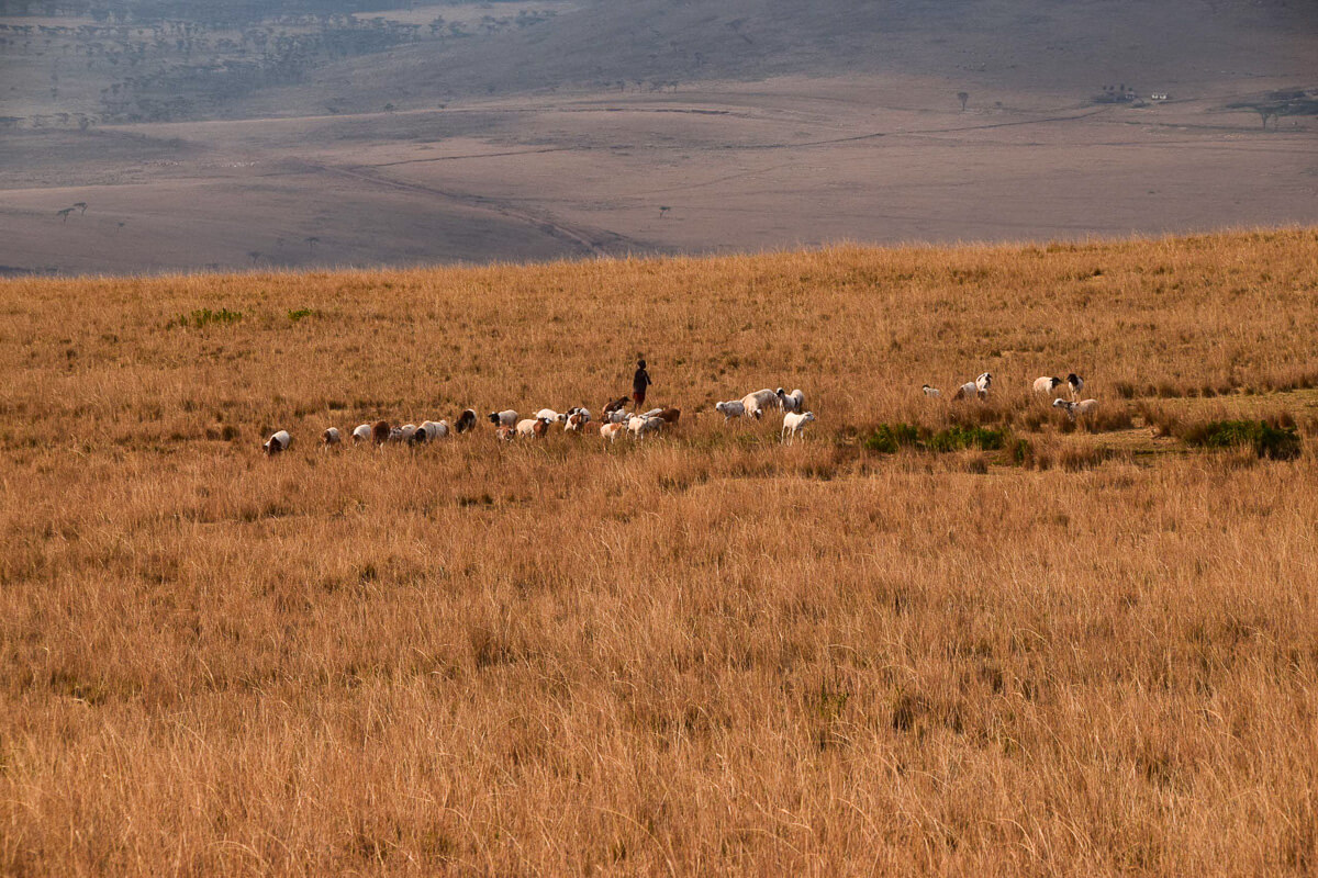 tansania ngorongoro schutzgebiet massaiherden 02 |