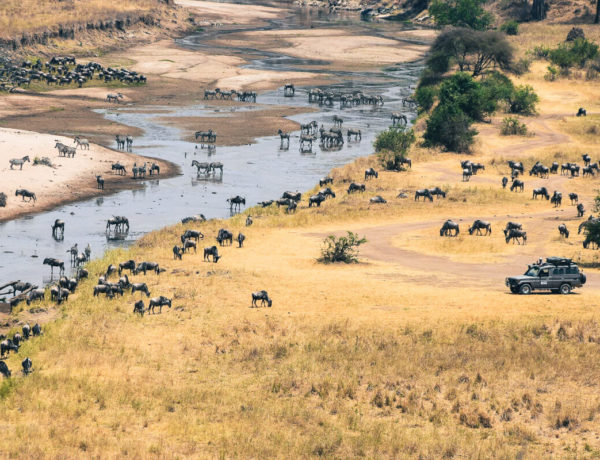 Safari in Tansania: Treffen der Tiere im Tarangire-Nationalpark