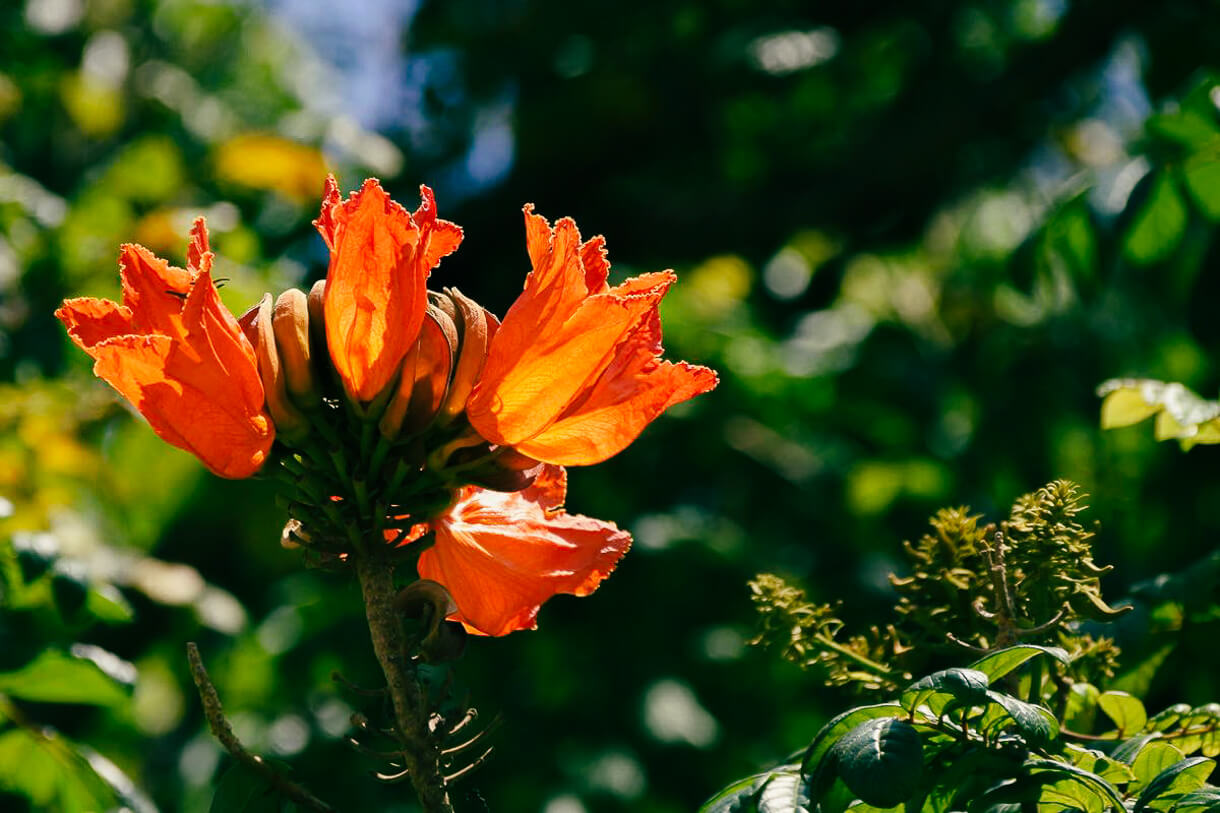 sansibar stone town afrikanischer tulpenbaum |