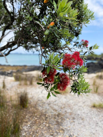 neuseeland auckland rangitoto 6 |