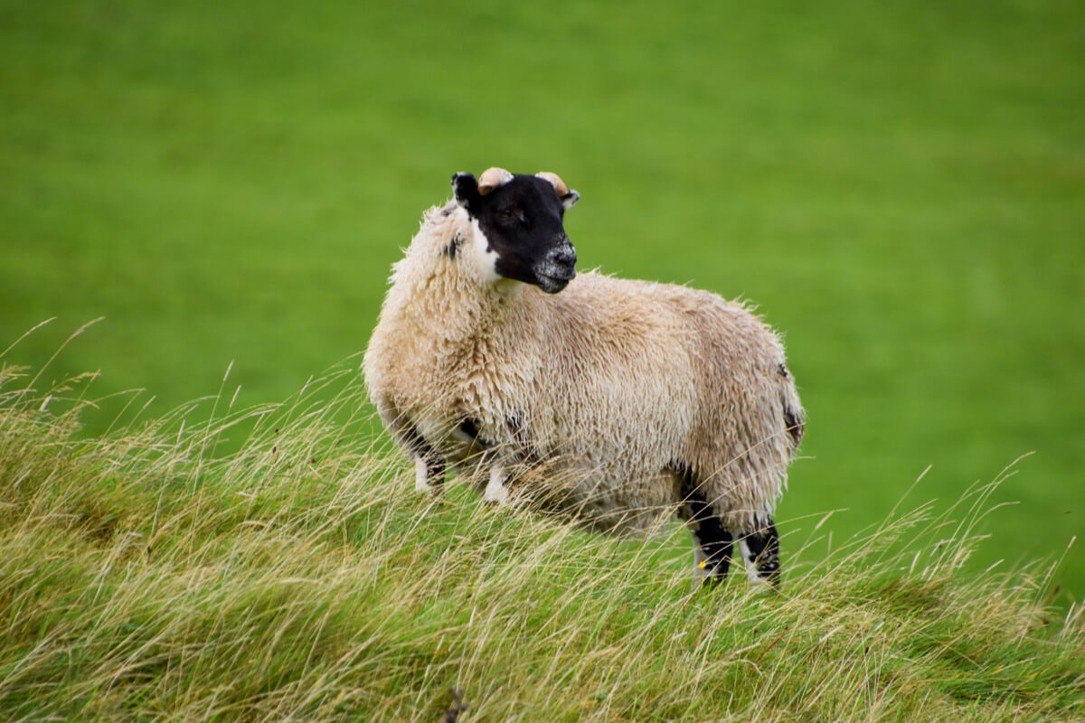 Lieblingsplätze auf der Isle of Mull – Wanderung bei GlengormLieblingsplätze auf der Isle of Mull – Wanderung bei Glengorm