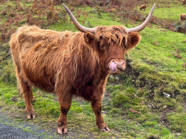 Highland Cow auf der Isle of Mull