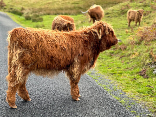 Isle of Mull: Highland Cows
