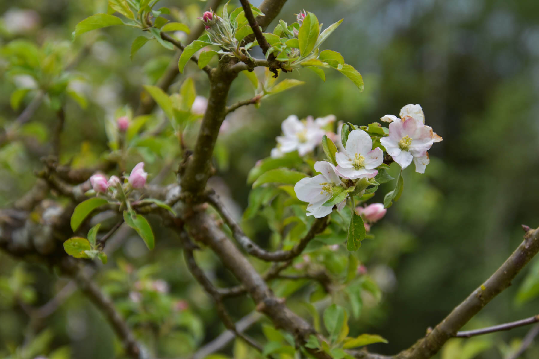 Radtour Rupertiwinkel: Obstblüten bei St. Coloman