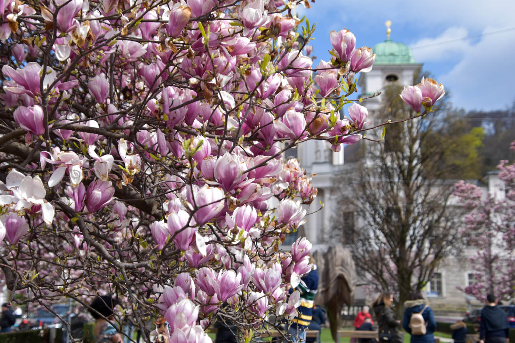 Sehenswürdigkeiten von Salzburg: Magnolienblüte am Markatplatz