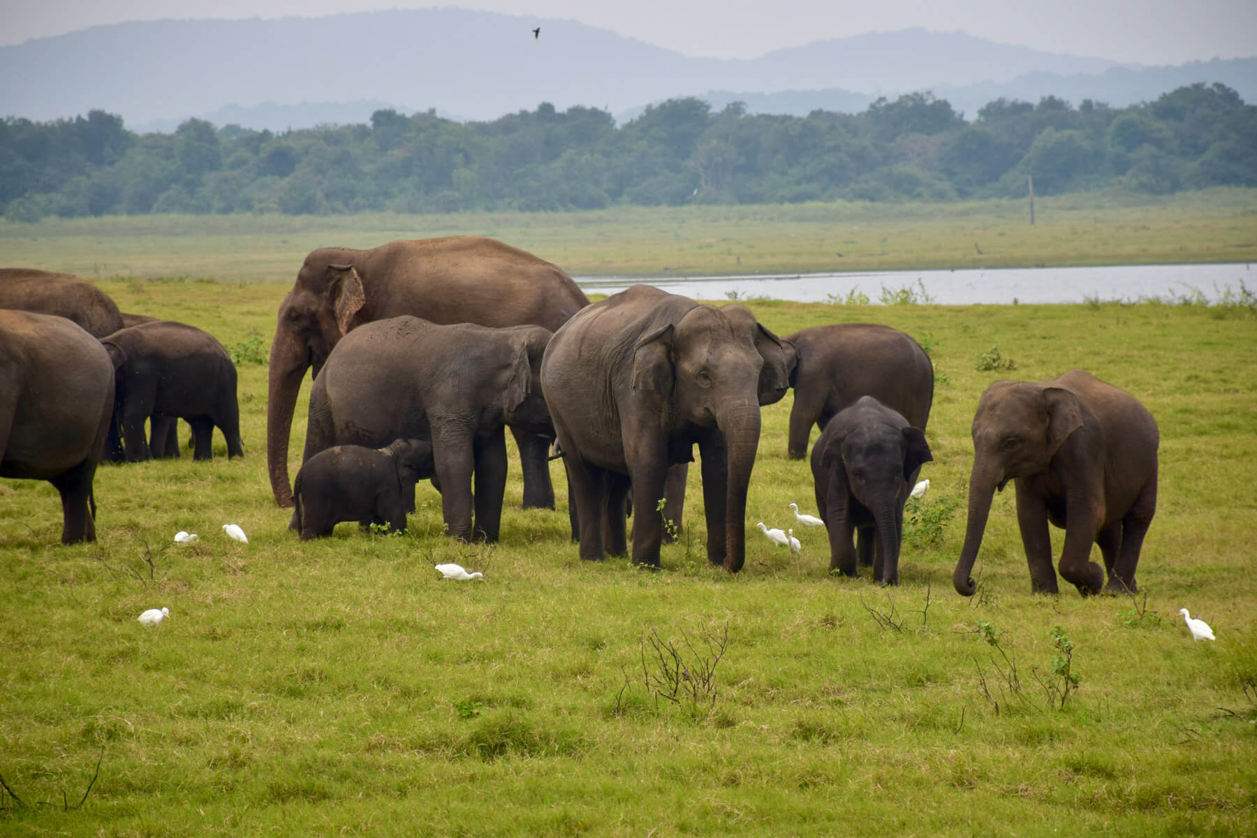 sri lanka mineriya 4 |