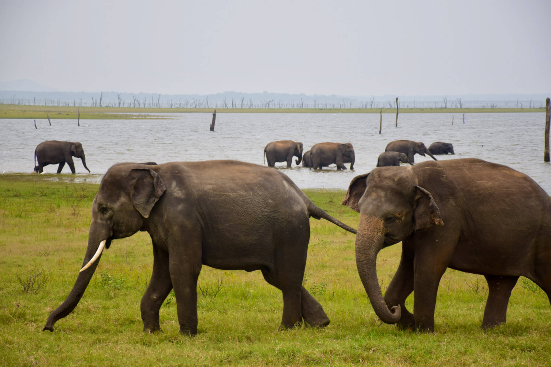 sri lanka mineriya 5 |