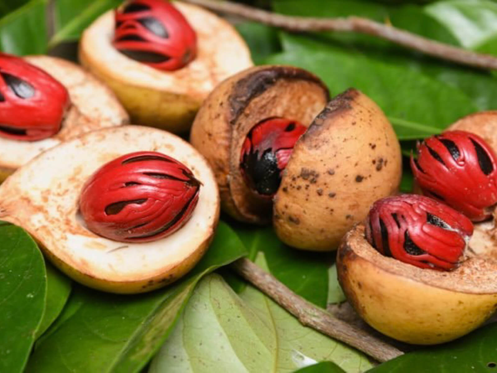 sri lanka muskat |