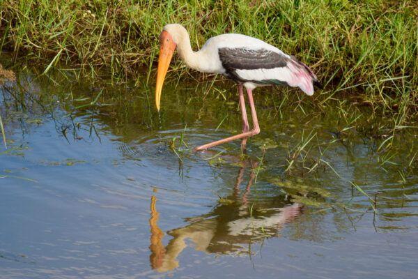 Buntstorch im Wasser