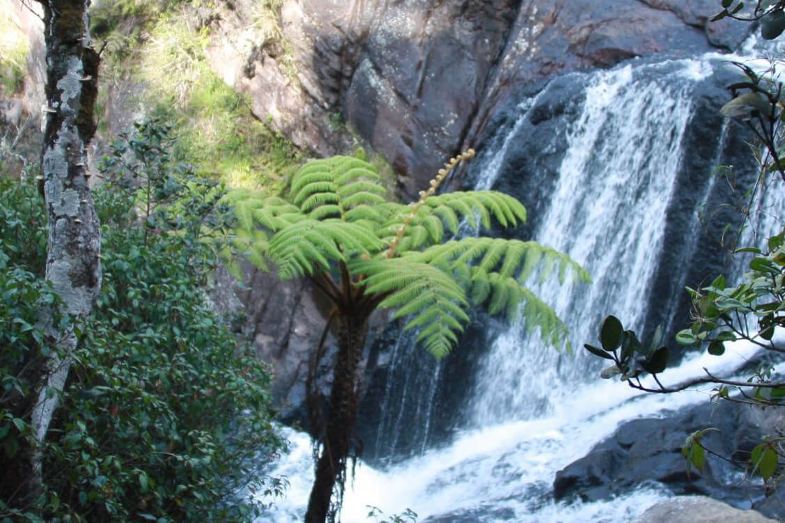 Baumfarn vor Wasserfall