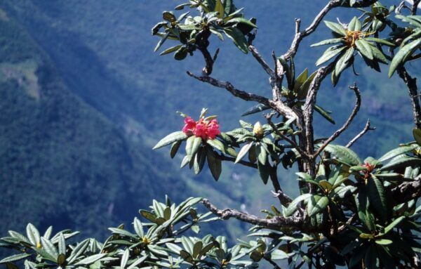 Rhododendronbusch