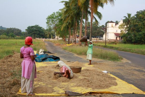Urlaub in Goa: das tropengrüne Hinterland