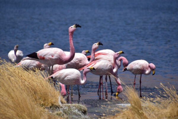 Bolivien: Flamingos entlang der Lagunenstraße
