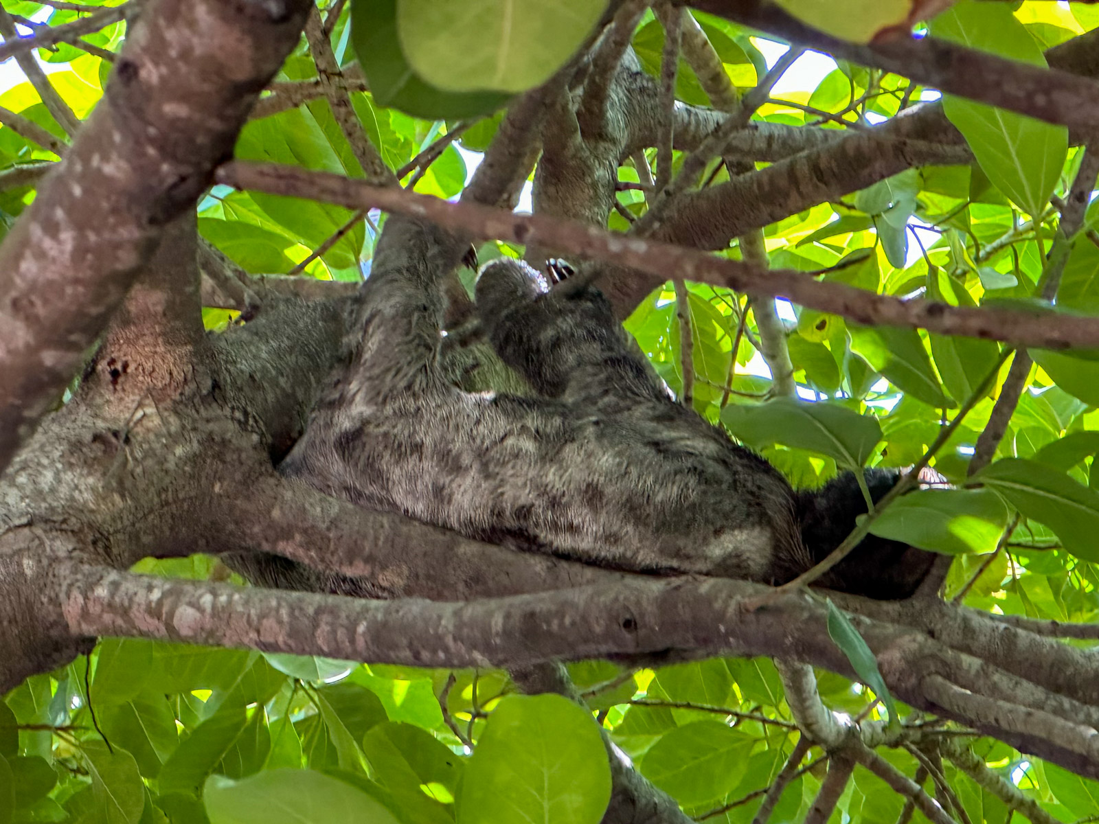 Sehenswürdigkeiten in Cartagena: ein Faultier hängt im Parque del Centenario in einem Baum