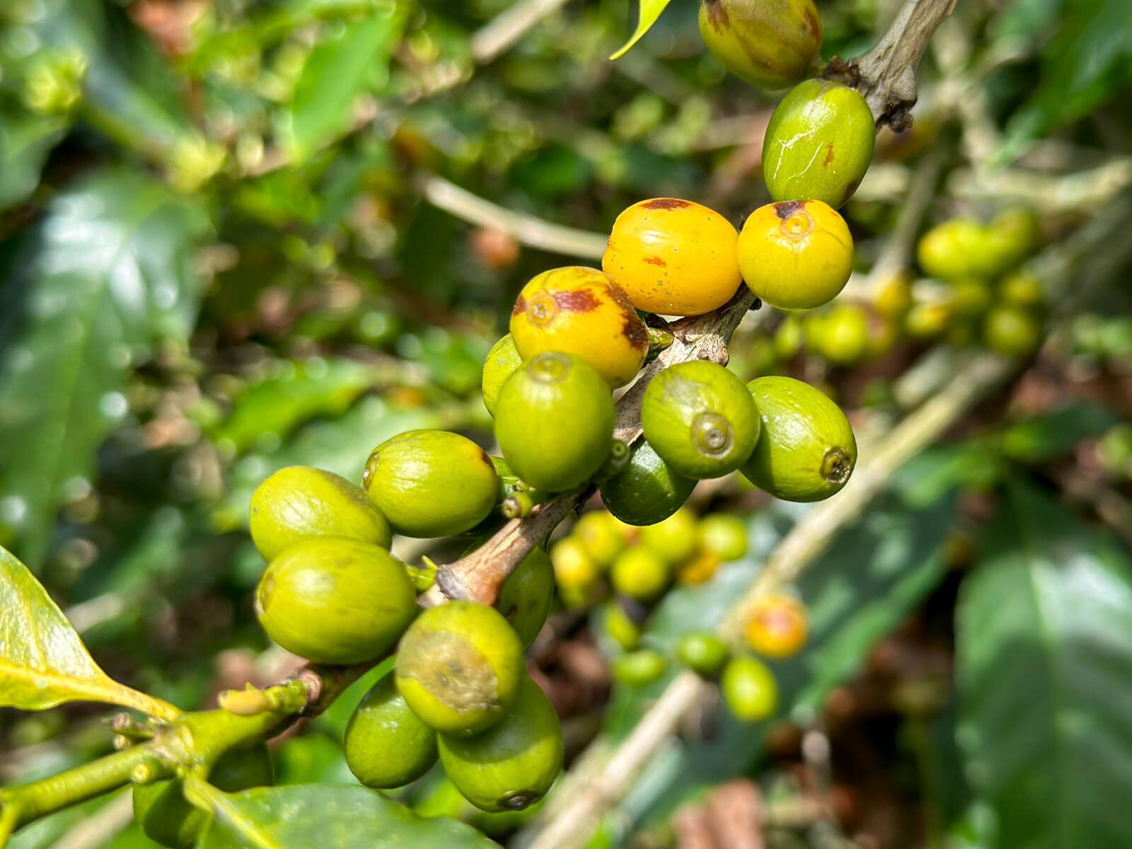 Kaffeezone Kolumbien: gelbe Kaffeekirschen