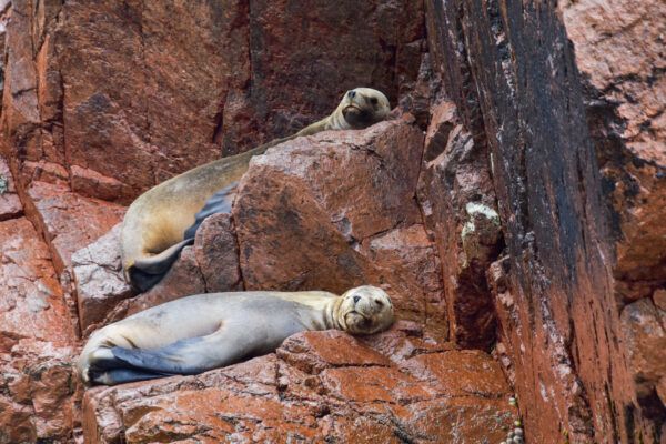 Robben auf Felsen auf den Ballestas Inseln